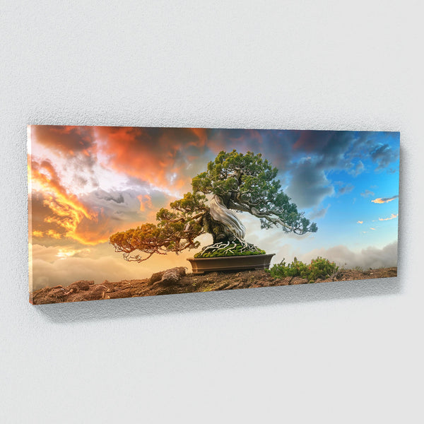timeless trees bonsai Bonsai Tree Timeless 16