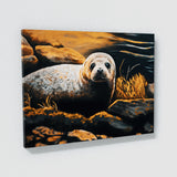 Seal Rocky Shore 9