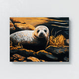 Seal Rocky Shore 9