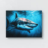 Shark Great White Ocean 39