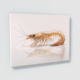 Shrimp White Background 9