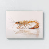 Shrimp White Background 9