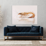 Shrimp White Background 9