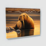 Walrus Peaceful Sunset 20