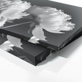 Peonie Noir Peony Elegance 17