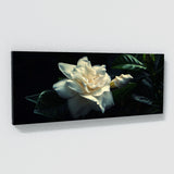 Gardenia Night Whispers 18