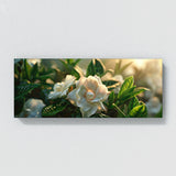 Gardenia Twilight Bloom 12