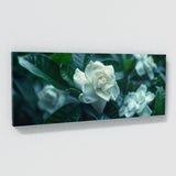 Gardenia Twilight Bloom 13