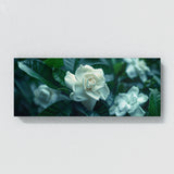 Gardenia Twilight Bloom 13