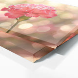 Carnation Dreamy Blur 30