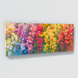 Bougainvillea Cascading Blooms 6