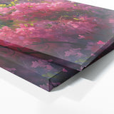 Bougainvillea Dreamy Bliss 16