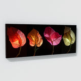 Bougainvillea Enigmatic Floral 18