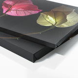 Bougainvillea Enigmatic Floral 18