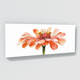 Zinnia Lone Bloom 19