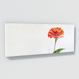 Zinnia Radiant Bloom 13