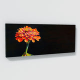 Zinnia Radiant Contrast 5