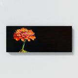 Zinnia Radiant Contrast 5