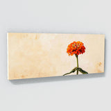 Zinnia Stylized Minimalism 30