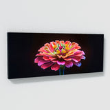 Zinnia Vivid Drama 24