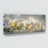 Freesia Dreamscape 31