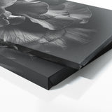 Begonia Monochrome Elegance 12