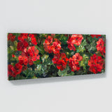 Geranium Vibrant Symphony 1