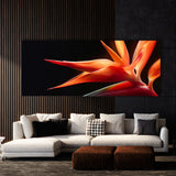 Heliconia Drama 18