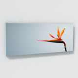 Heliconia Elegance 21