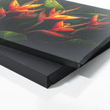 Heliconia Tropical Radiance 17