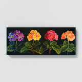 Primrose Neon Night Blooms 77