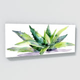 Aloe Vera Aloe Simplicity 11