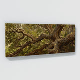 Oak Tree Ancient Oak Majesty 56