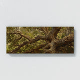 Oak Tree Ancient Oak Majesty 56