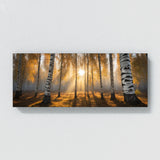 Birch Tree Birch Light Symphony 78