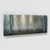 Birch Tree Enchanted Misty Birch 65