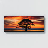 Cypress Tree Cypress 69