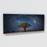 Baobab Tree Celestial Baobab 66