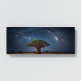 Baobab Tree Celestial Baobab 66
