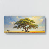 Acacia Tree Sunlit Splendor 48