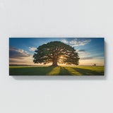 Cedar Tree Tranquility Scene 77