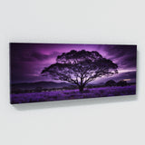 Jacaranda Tree Purple Night Glow 66