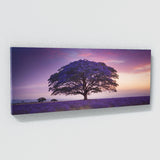 Jacaranda Tree Twilight Dream 62