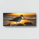 Sandpiper Radiant Morning Light 75