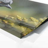 Wagtail Feathered Gaze 82