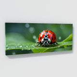 Ladybug Leafy Raindrop Voyage 73