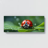 Ladybug Leafy Raindrop Voyage 73