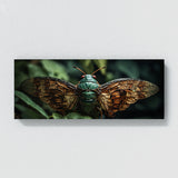 Cicada Winged Intricacy 61