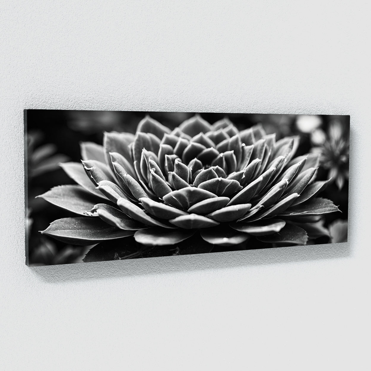 succulent photography wall art Succulent Monochrome Symphony 64