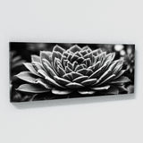 Succulent Monochrome Symphony 64